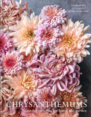 Chrysanthemums: Beautiful varieties for home and garden