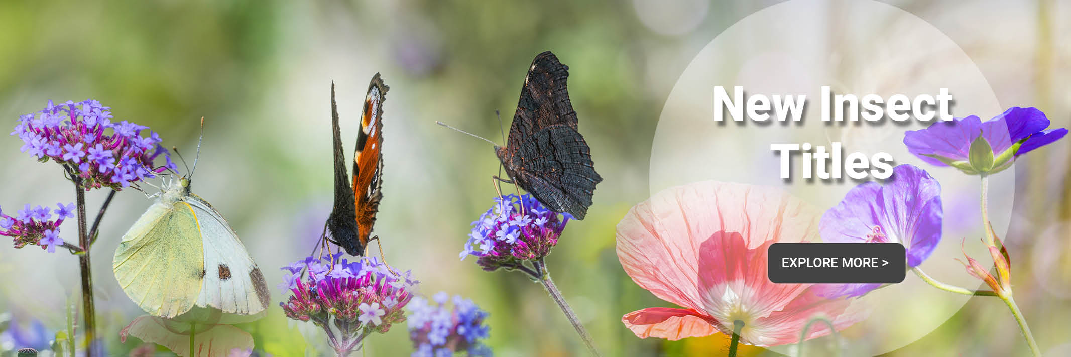 New Insect Titles banner