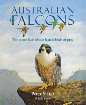 Australian Falcons: The secret lives of our fastest birds of prey