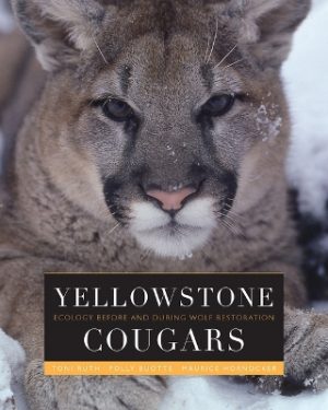 Yellowstone Cougars: Ecology Before and During Wolf Restoration