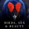 Birds, Sex and Beauty: The extraordinary implications of Charles Darwin’s strangest idea