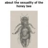 A history of the discoveries about the sexuality of the honey bee