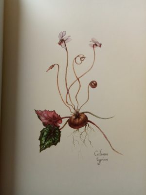 Wild Flowers of Cyprus