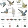 Raptors of Britain and Ireland, FSC fold out chart