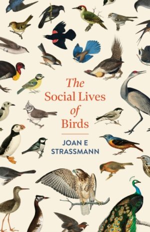The Social Lives of Birds book cover