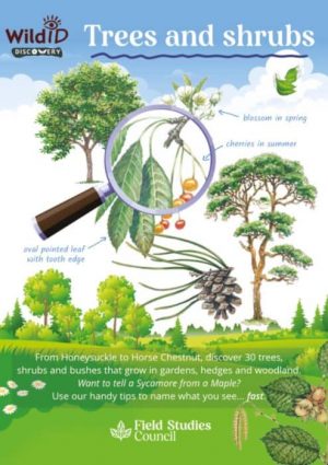 Trees and Shrubs – FSC Discovery Guide