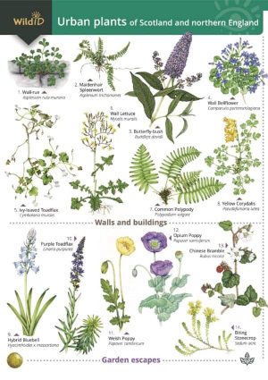 Urban plants: of Scotland and northern England, FSC fold out chart