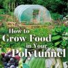 How to Grow Food in Your Polytunnel