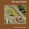 The Sand Lizard: Between light and shadow