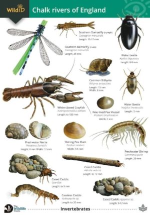 Guide to chalk rivers of England FSC Fold Out Chart