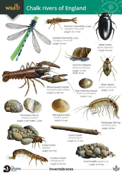 Guide to chalk rivers of England FSC Fold Out Chart