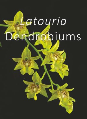 Latouria Dendrobiums