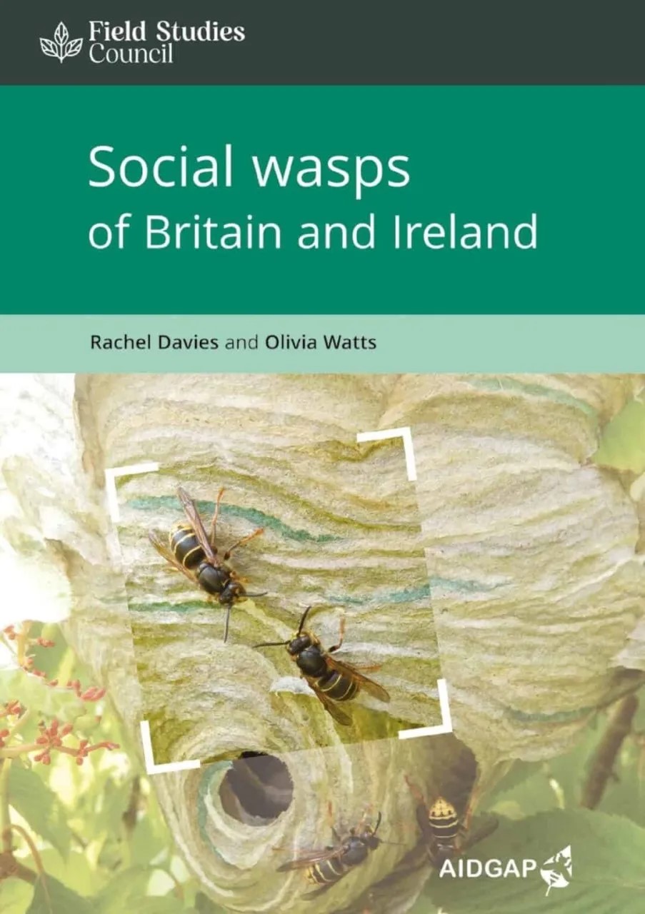 Social wasps of Britain and Ireland