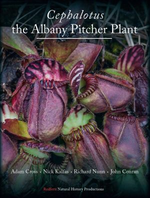 Cephalotus—the Albany Pitcher Plant