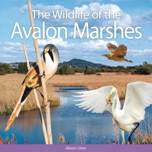 The Wildlife of the Avalon Marshes