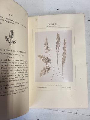 Ferns of the British Isles - Image 3