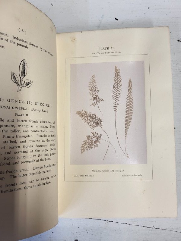 Ferns of the British Isles - Image 3