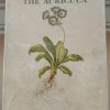 The Auricula: Its history and character