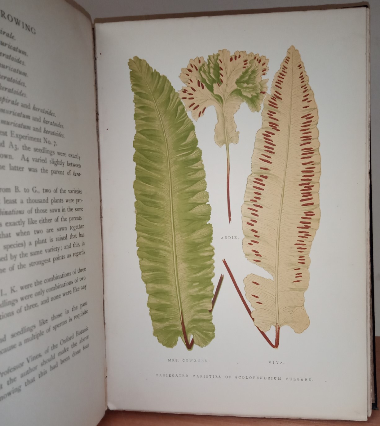 Fern Growing - Image 2