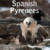 Crossbill Nature Guide Spanish Pyrenees