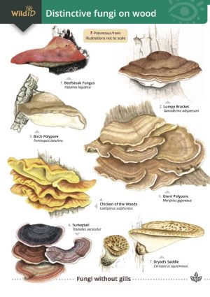 Distinctive fungi on wood FSC fold out chart