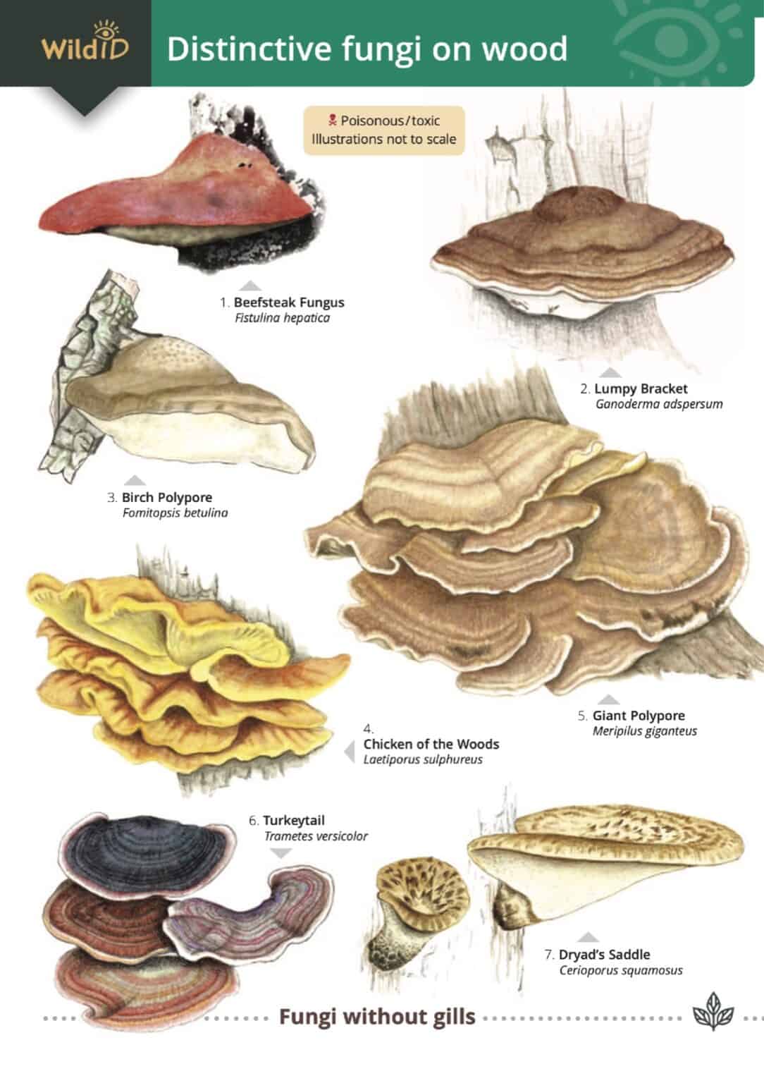 Distinctive Fungi On Wood FSC Fold Out Chart From Summerfield Books