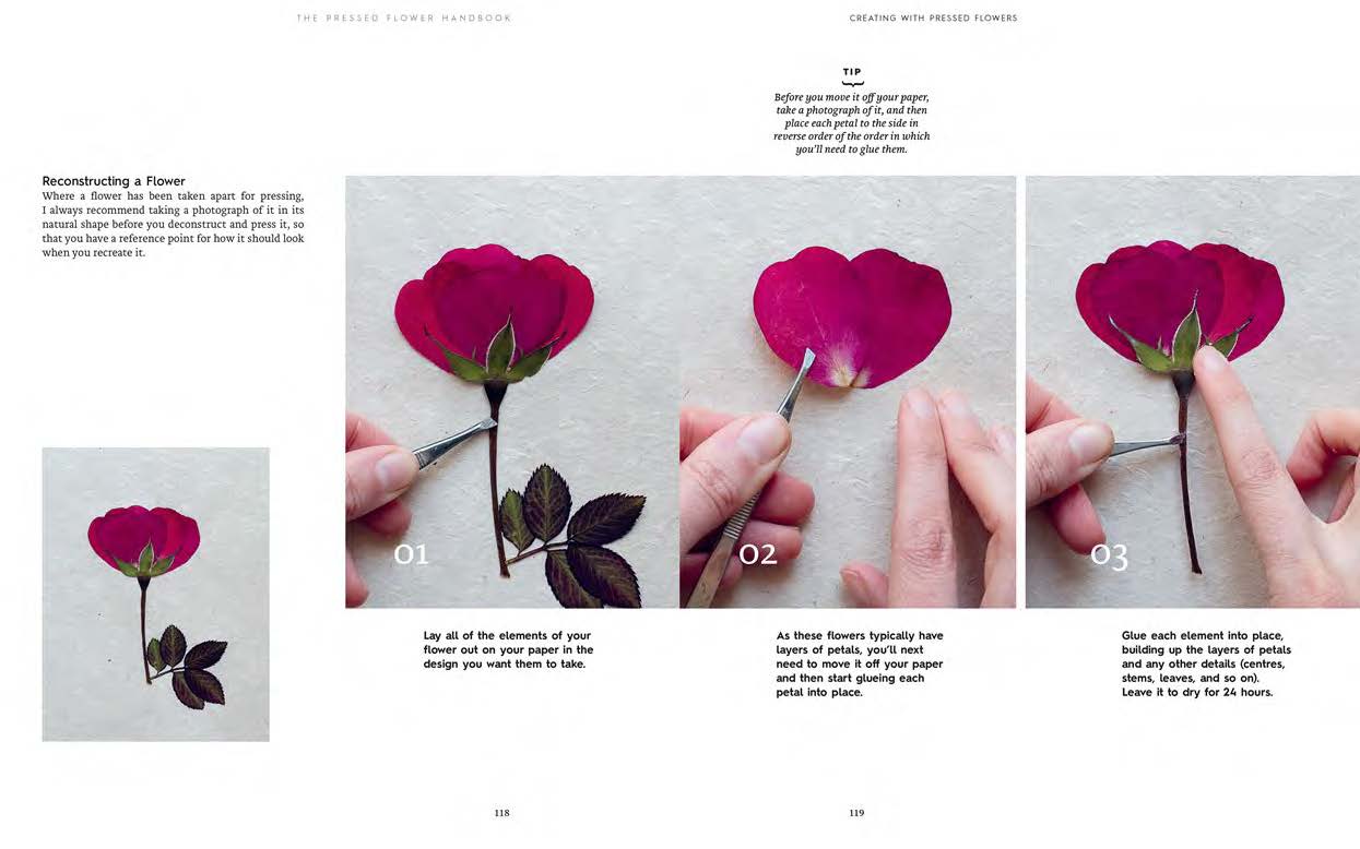 The Pressed Flower Handbook: Simple Methods for Connecting with Nature and Preserving the Beauty of the Garden through the Seasons - Grow, Gather, Press, Create - Image 6