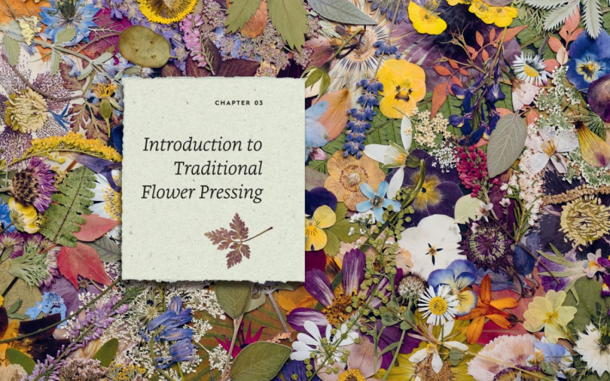 The Pressed Flower Handbook: Simple Methods for Connecting with Nature and Preserving the Beauty of the Garden through the Seasons - Grow, Gather, Press, Create - Image 2
