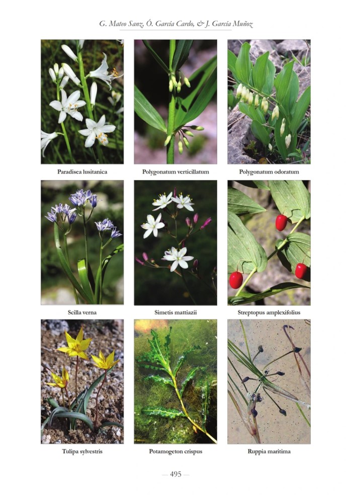 Catálogo florístico de la provincia de Guadalajara - Image 3