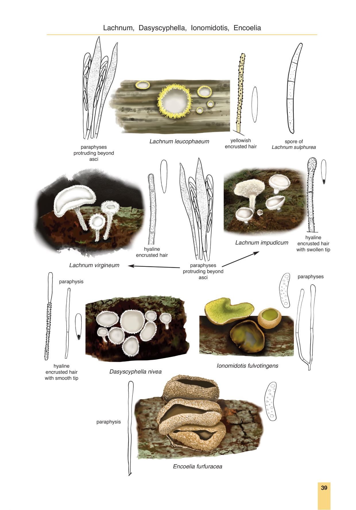 Cup Fungi and other ascomycetes of Britain & Europe - Image 3