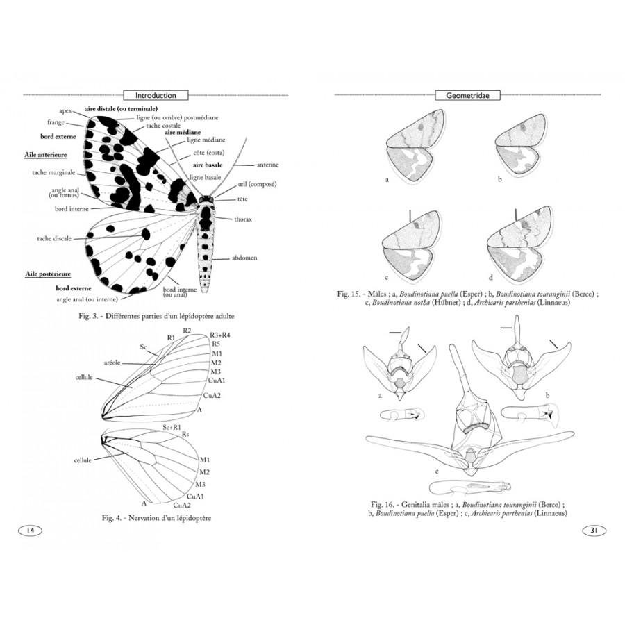 Moths of Europe, volume 2: Geometrid Moths - Image 2