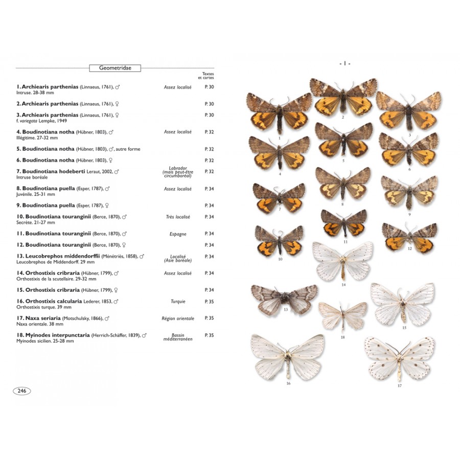 Moths of Europe, volume 2: Geometrid Moths - Image 3