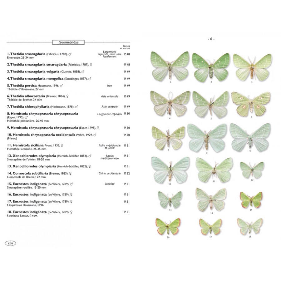 Moths of Europe, volume 2: Geometrid Moths - Image 4