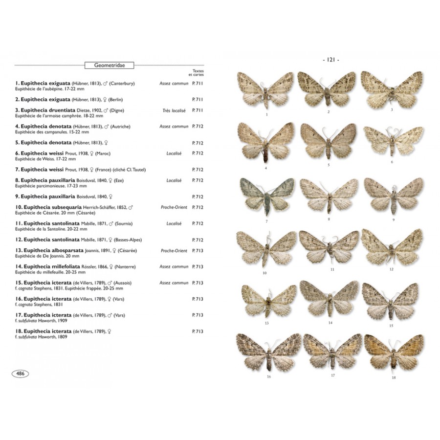 Moths of Europe, volume 2: Geometrid Moths - Image 6