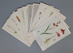 British Orchids (British Museum) postcards, incomplete set of 11