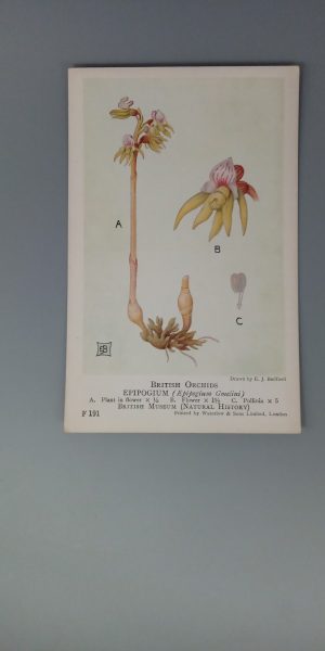 British Orchids (British Museum) postcard #F191: Epipogium Gmelini