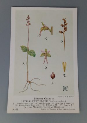 British Orchids (British Museum) postcard #F200: Little Tway-Blade (Listera cordata)