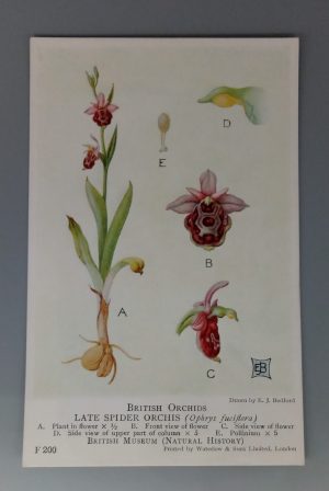 British Orchids (British Museum) postcard #F201: Late Spider Orchis (Ophrys fuciflora)