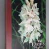 Wild Orchids of Scotland