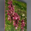Wild Orchids of Sussex