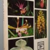 Guide to Orchids of North America