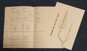 Equisetaceae Horsetail Family [Geigy Weed Tables]