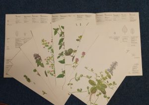 Labiatae Mint Family [Geigy Weed Tables]