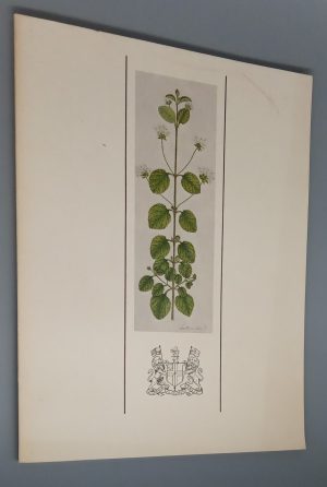 Indian Botanical Paintings