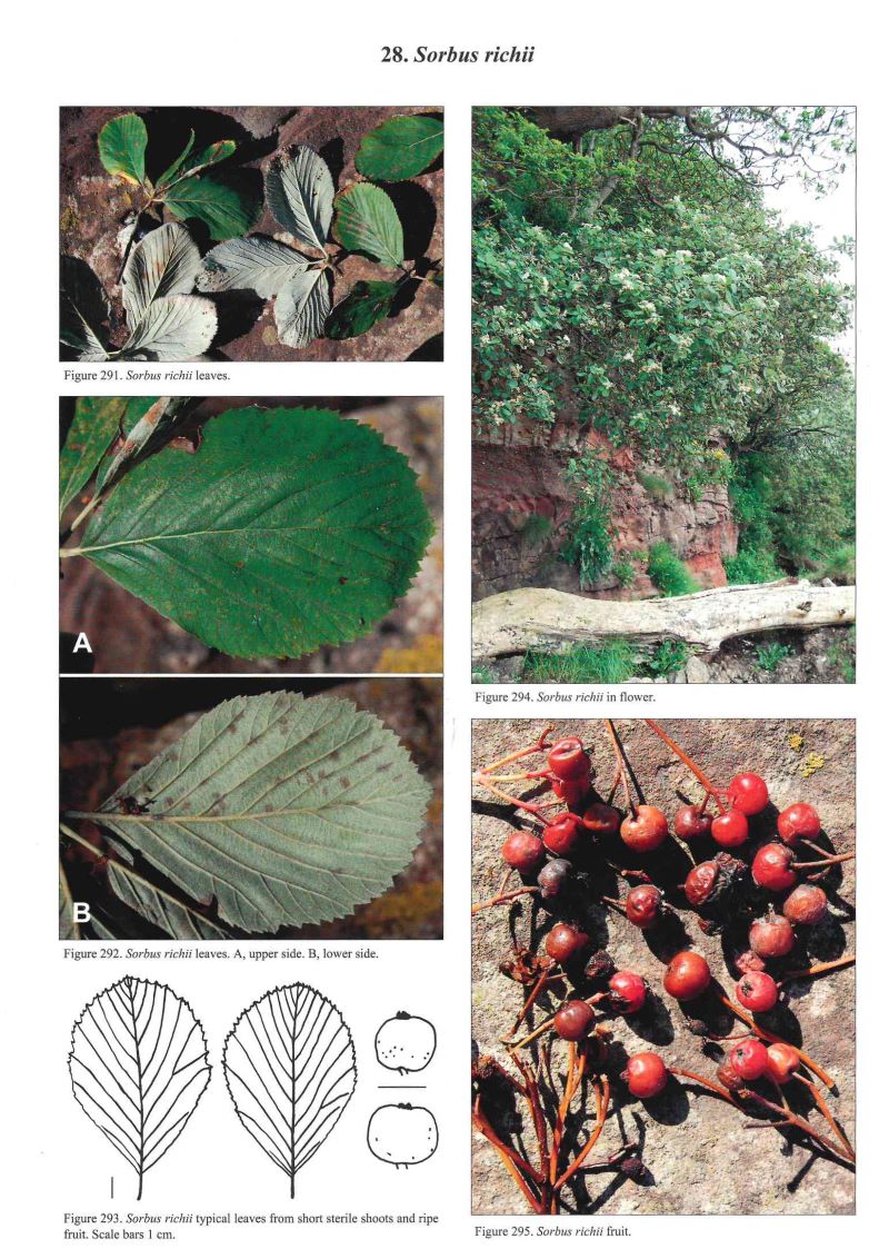 Whitebeams, Rowans and Service Trees of Britain and Ireland - 2nd edition - Image 5