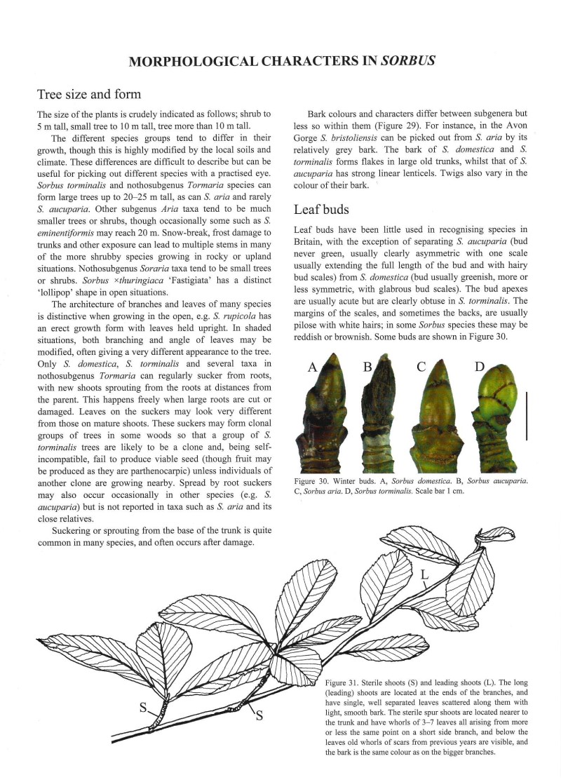 Whitebeams, Rowans and Service Trees of Britain and Ireland - 2nd edition - Image 2