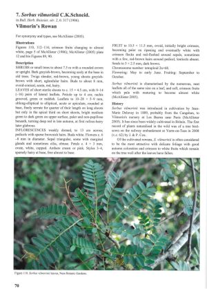 Whitebeams, Rowans and Service Trees of Britain and Ireland - 2nd edition - Image 3