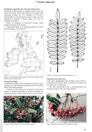 Whitebeams, Rowans and Service Trees of Britain and Ireland - 2nd edition - Image 4