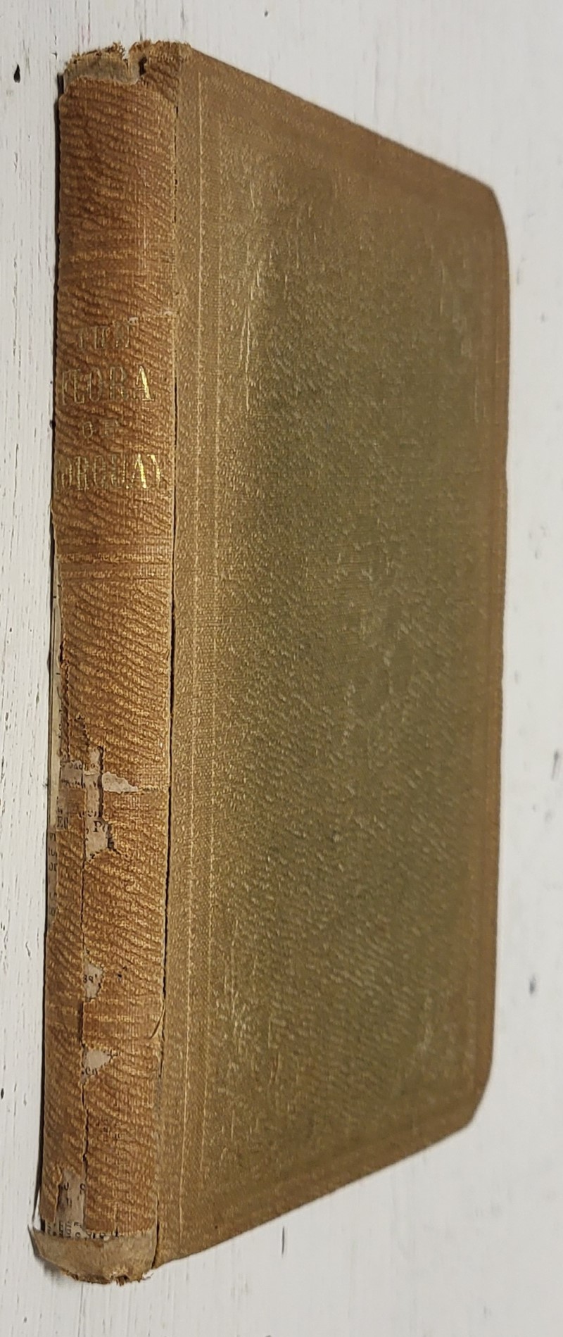 Handbook of the Torquay Flora: Comprising the flowering plants and ferns growing in and around Torquay, with their respective habitats
