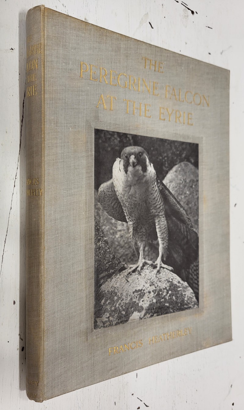 The Peregrine Falcon at the Eyrie